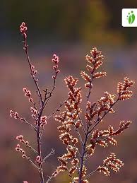 Attēlu rezultāti vaicājumam “Myrica gale male flower”