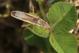 Attēlu rezultāti vaicājumam “Myrmus miriformis”