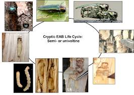 Attēlu rezultāti vaicājumam “Heterotrichia insignis (syn. Arcyria insignis) macro”