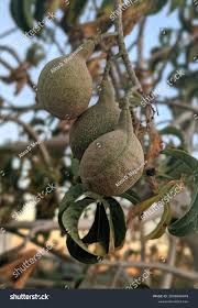 Attēlu rezultāti vaicājumam “Aesculus flava fruit”