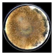 Attēlu rezultāti vaicājumam “Stemonitopsis aequalis var. microspora stalked”