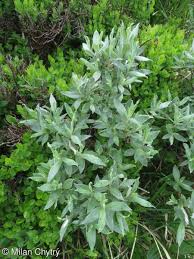 Attēlu rezultāti vaicājumam “Salix lapponum”