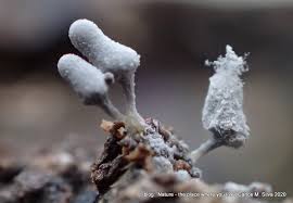 Attēlu rezultāti vaicājumam “Heterotrichia ferruginea (syn. Arcyria ferruginea)”