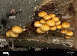 Attēlu rezultāti vaicājumam “Pholiota heteroclita”