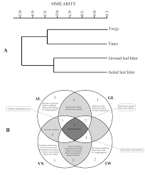 Attēlu rezultāti vaicājumam “Diderma hemisphaericum plasmodium”