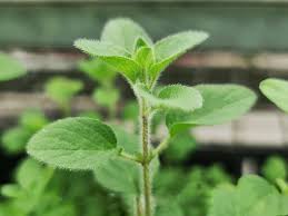 Image result for Origanum vulgare