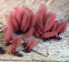 Attēlu rezultāti vaicājumam “Arcyria incarnata macro”