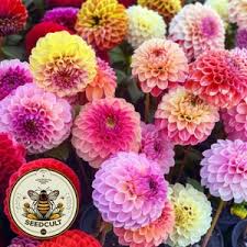 Image result for Dahlia x pinnata `Pompon Lilliput`