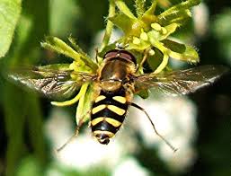 Attēlu rezultāti vaicājumam “Syrphus sp. imago”