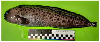 Image result for Anarhichas denticulatus