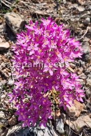 Image result for Centaurium erythraea