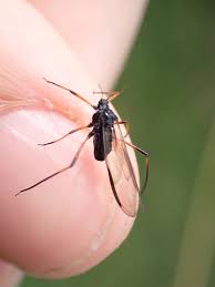 Attēlu rezultāti vaicājumam “Schizolachnus pineti”