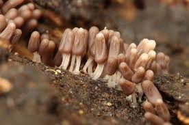 Attēlu rezultāti vaicājumam “Arcyria affinis young”