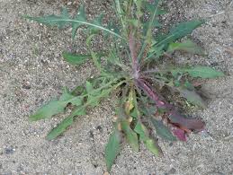 Attēlu rezultāti vaicājumam “Crepis tectorum fruit”