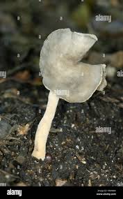 Attēlu rezultāti vaicājumam “Helvella elastica”