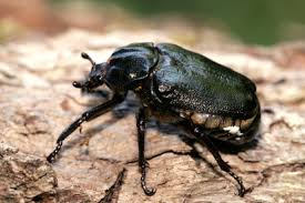 Attēlu rezultāti vaicājumam “Osmoderma barnabita”