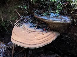 Attēlu rezultāti vaicājumam “Ganoderma applanatum”