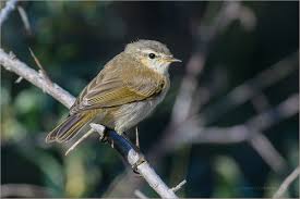 Attēlu rezultāti vaicājumam “Phylloscopus collybita”