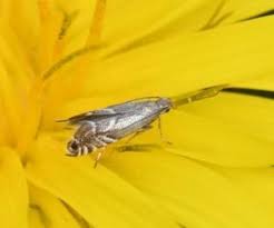 Attēlu rezultāti vaicājumam “Glyphipterigidae”