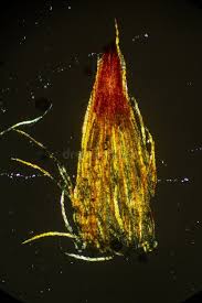 Attēlu rezultāti vaicājumam “Ulota crispa”