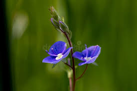Attēlu rezultāti vaicājumam “Veronica agrestis flower”