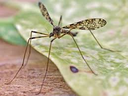 Attēlu rezultāti vaicājumam “Epiphragma ocellare”