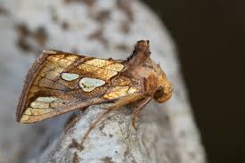 Attēlu rezultāti vaicājumam “Plusia festucae”