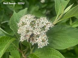 Attēlu rezultāti vaicājumam “Cornus sericea”