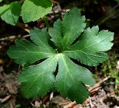 Attēlu rezultāti vaicājumam “Sanicula europaea bud”