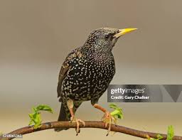 Attēlu rezultāti vaicājumam “Sturnus vulgaris”