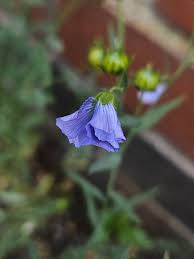 Image result for Linum usitatissimum