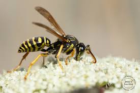 Attēlu rezultāti vaicājumam “Polistes nimpha”