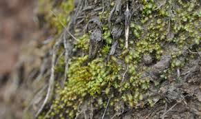 Attēlu rezultāti vaicājumam “Gymnostomum calcareum macro”