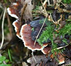 Attēlu rezultāti vaicājumam “Heterobasidion annosum”