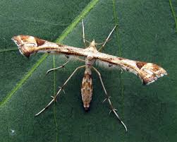 Attēlu rezultāti vaicājumam “Platyptilia gonodactyla”