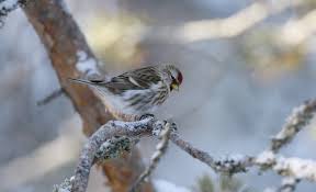 Attēlu rezultāti vaicājumam “Carduelis flammea”