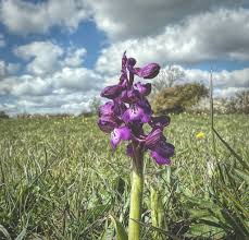 Attēlu rezultāti vaicājumam “Orchis morio”