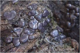 Attēlu rezultāti vaicājumam “Dianema depressum spores”