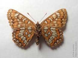 Attēlu rezultāti vaicājumam “Euphydryas maturna”