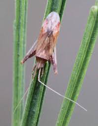 Attēlu rezultāti vaicājumam “Phytocoris varipes”