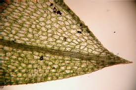 Attēlu rezultāti vaicājumam “Funaria hygrometrica”