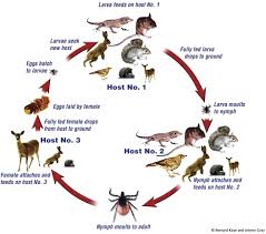 Attēlu rezultāti vaicājumam “Ixodes”
