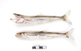 Image result for Osmerus mordax