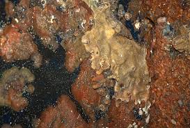 Attēlu rezultāti vaicājumam “Diderma subincarnatum sessile”