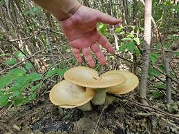 Attēlu rezultāti vaicājumam “Polyporus tuberaster”