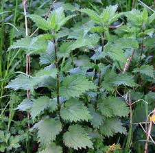 Attēlu rezultāti vaicājumam “Urtica dioica leaf”