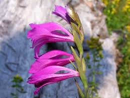 Attēlu rezultāti vaicājumam “Gladiolus imbricatus flower”