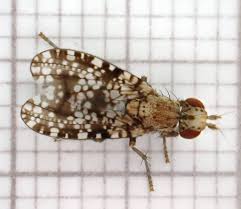 Attēlu rezultāti vaicājumam “Trypetoptera punctulata”