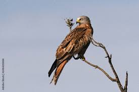 Image result for Milvus milvus