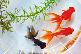 Image result for 金魚